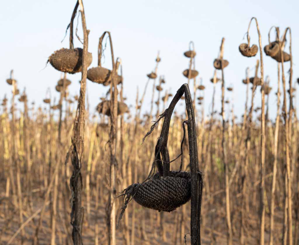 Droogte en verloren oogst