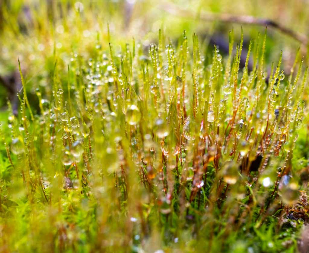 Sphagnum mos en veen als spons